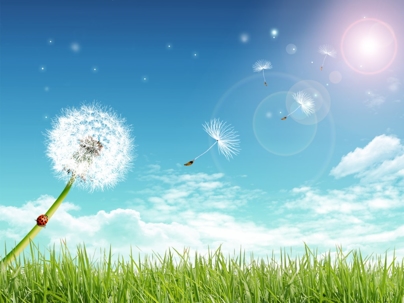 dandelion-in-field