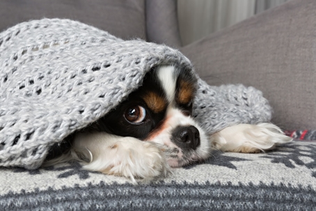 dog under blanket